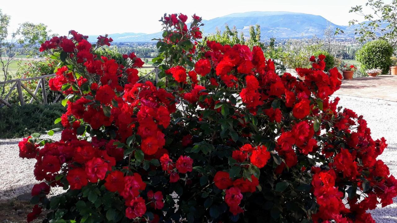 Tenuta Colverano Montefalco Zewnętrze zdjęcie