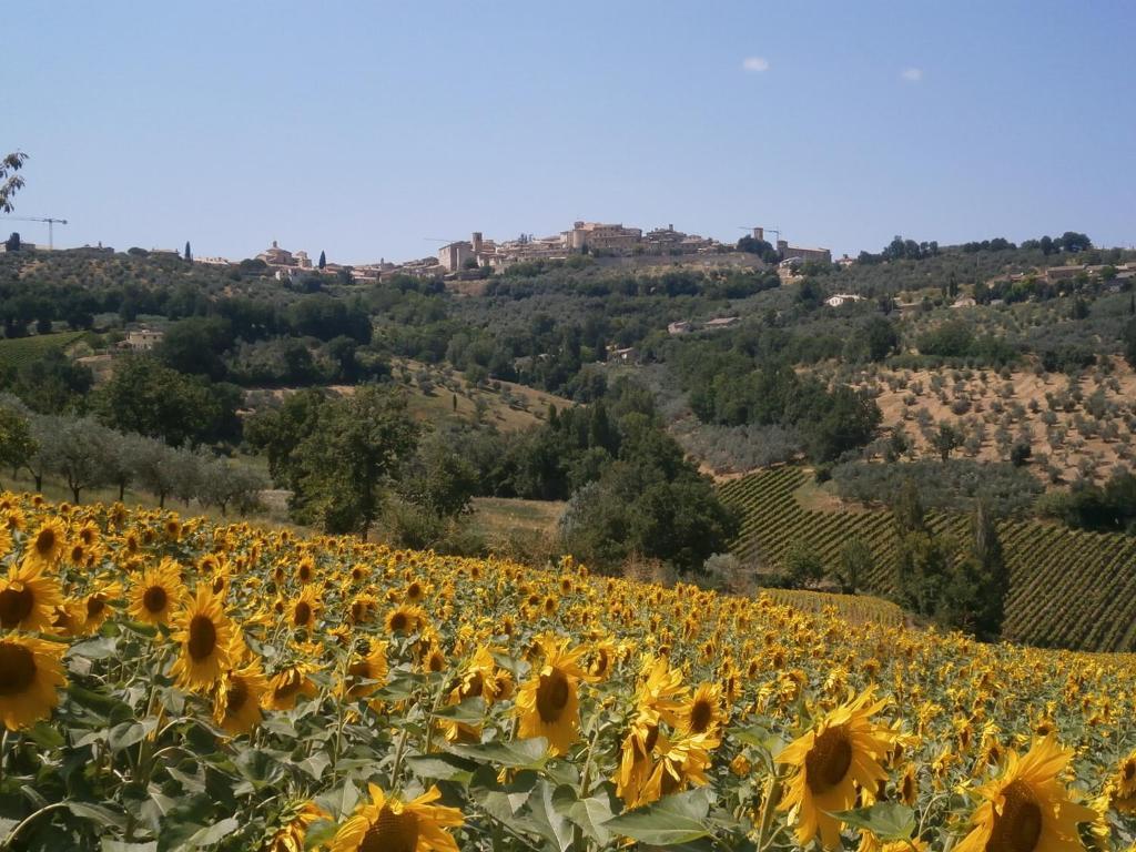 Tenuta Colverano Montefalco Zewnętrze zdjęcie