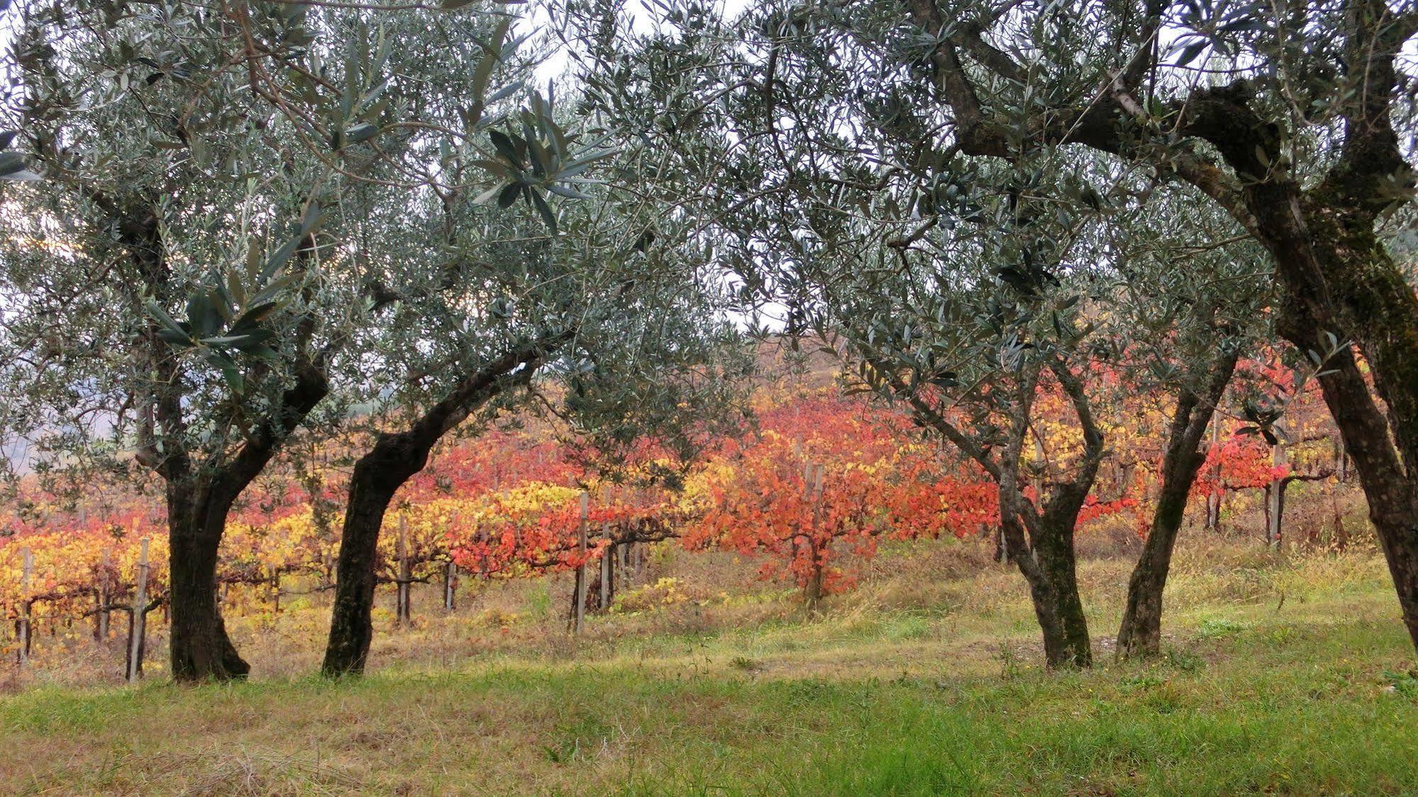 Tenuta Colverano Montefalco Zewnętrze zdjęcie