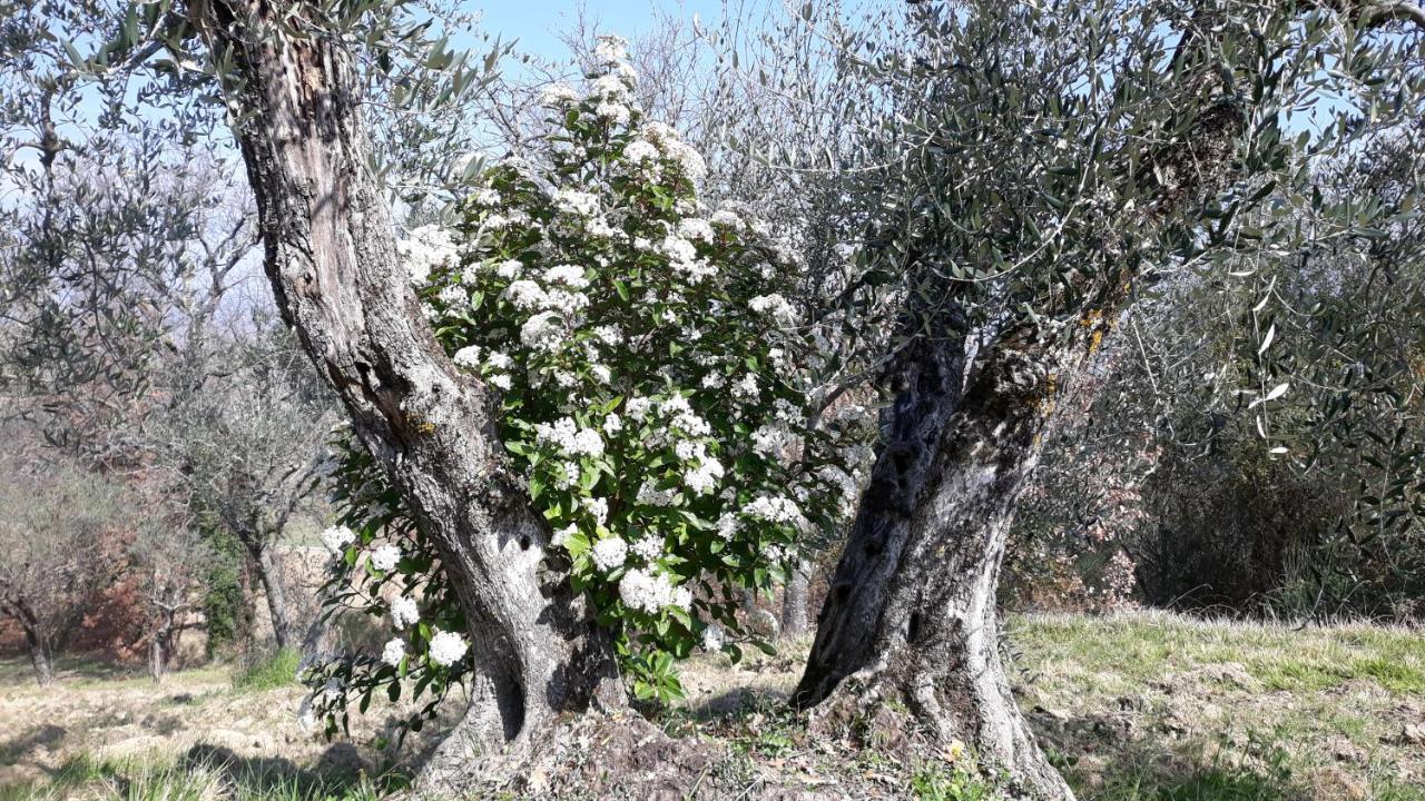 Tenuta Colverano Montefalco Zewnętrze zdjęcie